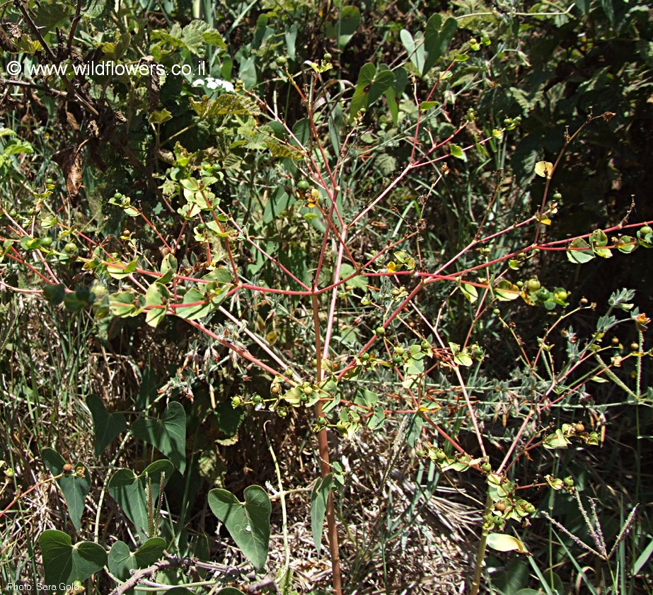 Euphorbia microsphaera